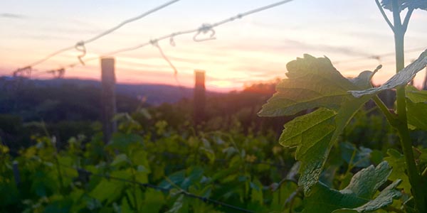 Zalazak sunca u vinogradu