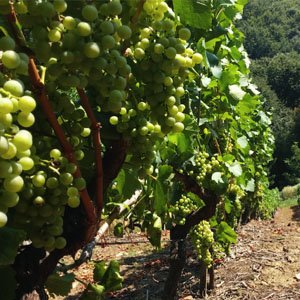 Rajnski rizling - vinograd Gradec