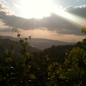 Vinograd Gradec - Varaždinske Toplice
